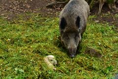 Kleine Tiere sind alle niedlich...........DSC_3607