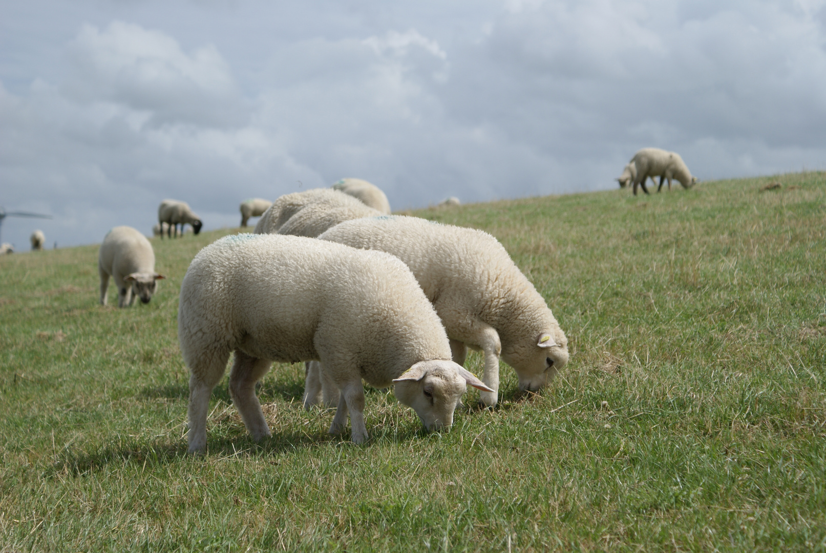 Kleine tierische Rasenmäher