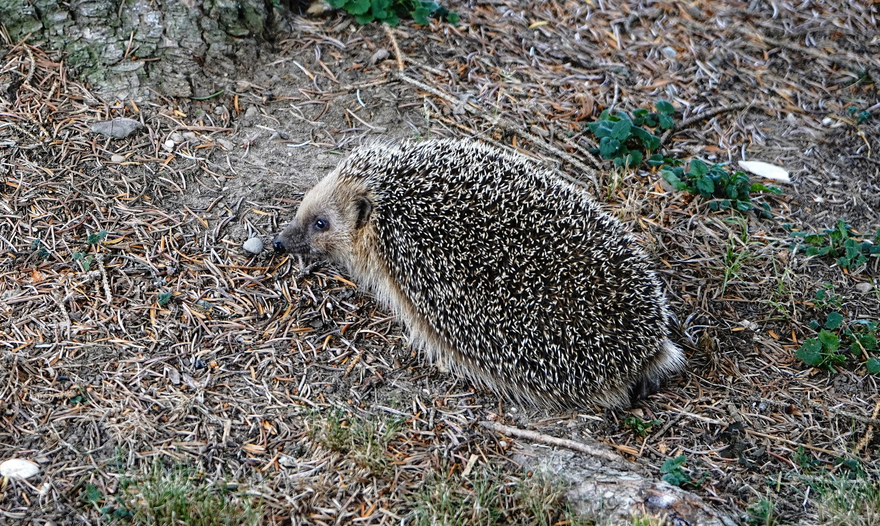 Kleine Tierserie