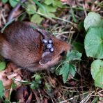 Kleine Tiertragödie im Garten