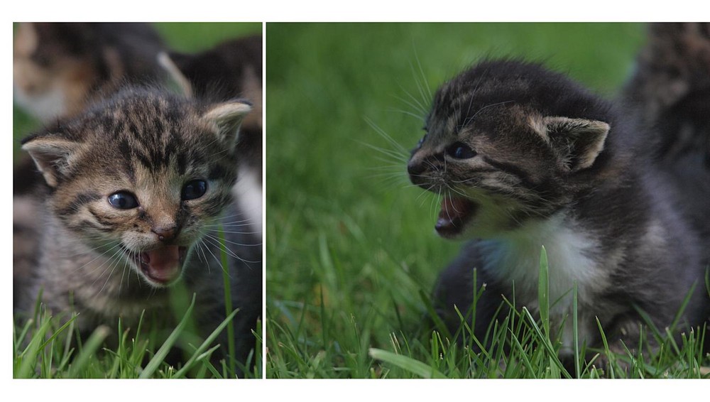 kleine Tiger