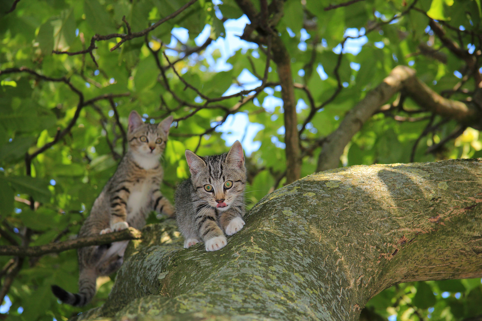 kleine Tiger klettern im Baum