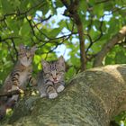 kleine Tiger klettern im Baum