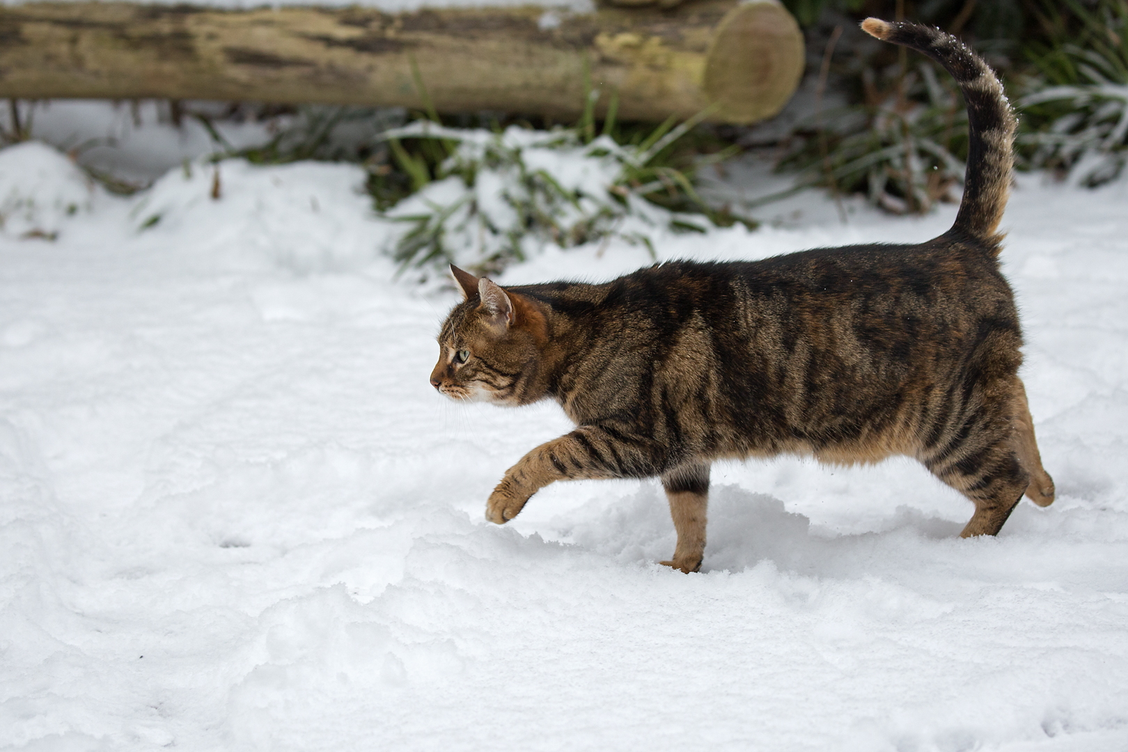 Kleine Tigerin