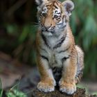 kleine tigerin ...