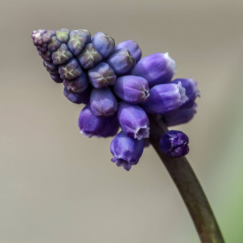 Kleine Traubenhyazinthe