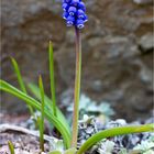 Kleine Traubenhyazinthe (Muscari botryoides)