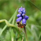 Kleine Traubenhyazinthe (Muscari botryoides)...