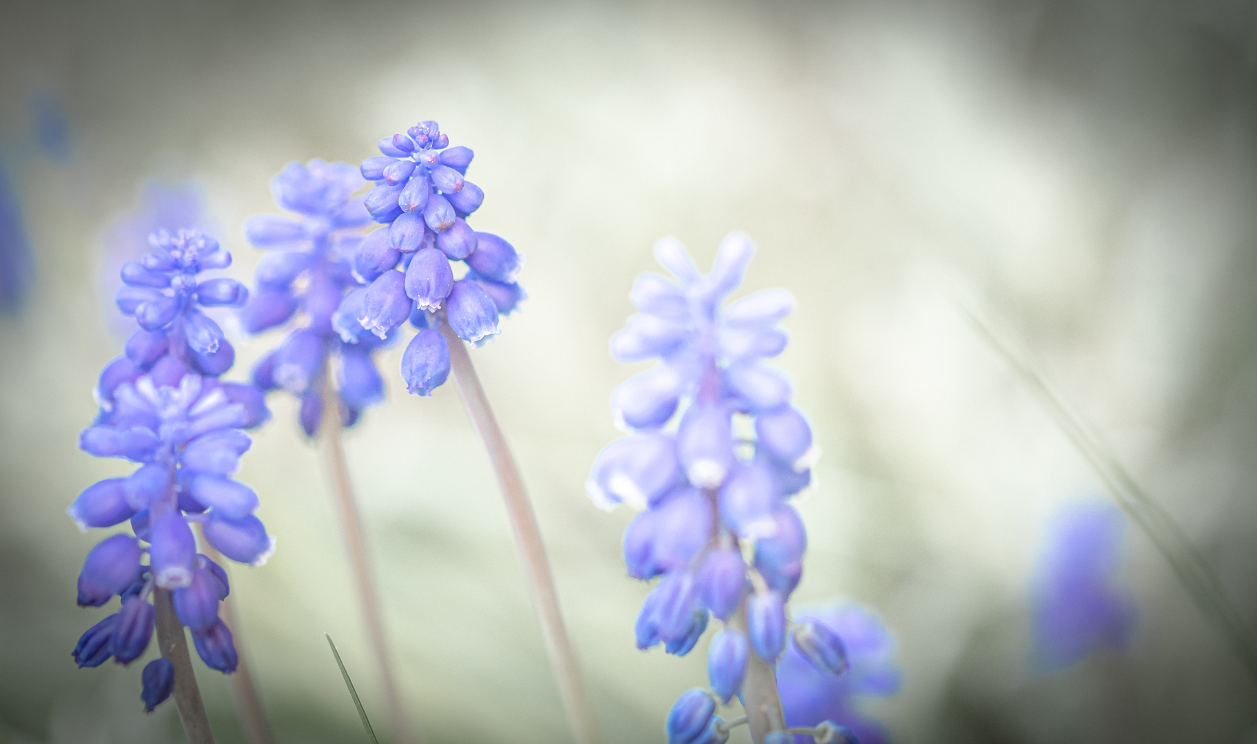 Kleine Traubenhyazinthen (Muscari botryoides)