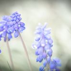 Kleine Traubenhyazinthen (Muscari botryoides)