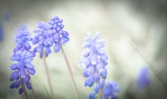 Kleine Traubenhyazinthen (Muscari botryoides)