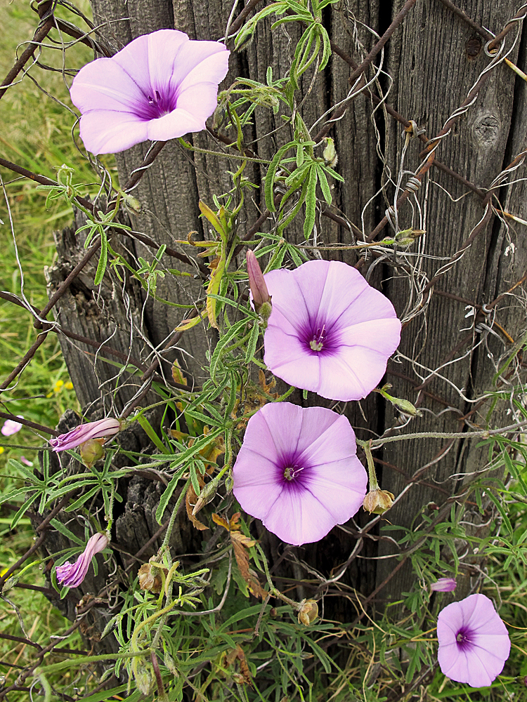 Kleine Trichter / Piccoli imbuti (1)