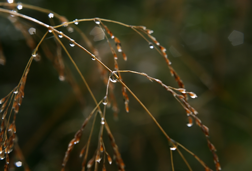 Kleine Tropfen