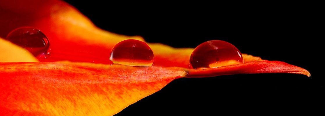 kleine Tropfen auf einer Tulpe