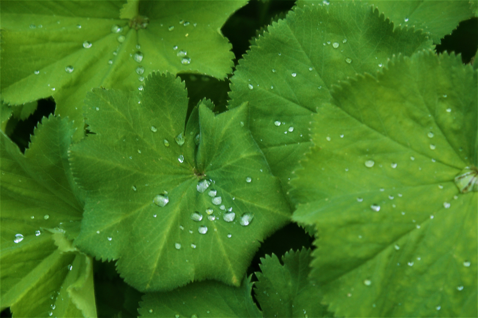 Kleine Tropfen, auf grüner Blattlandschaft