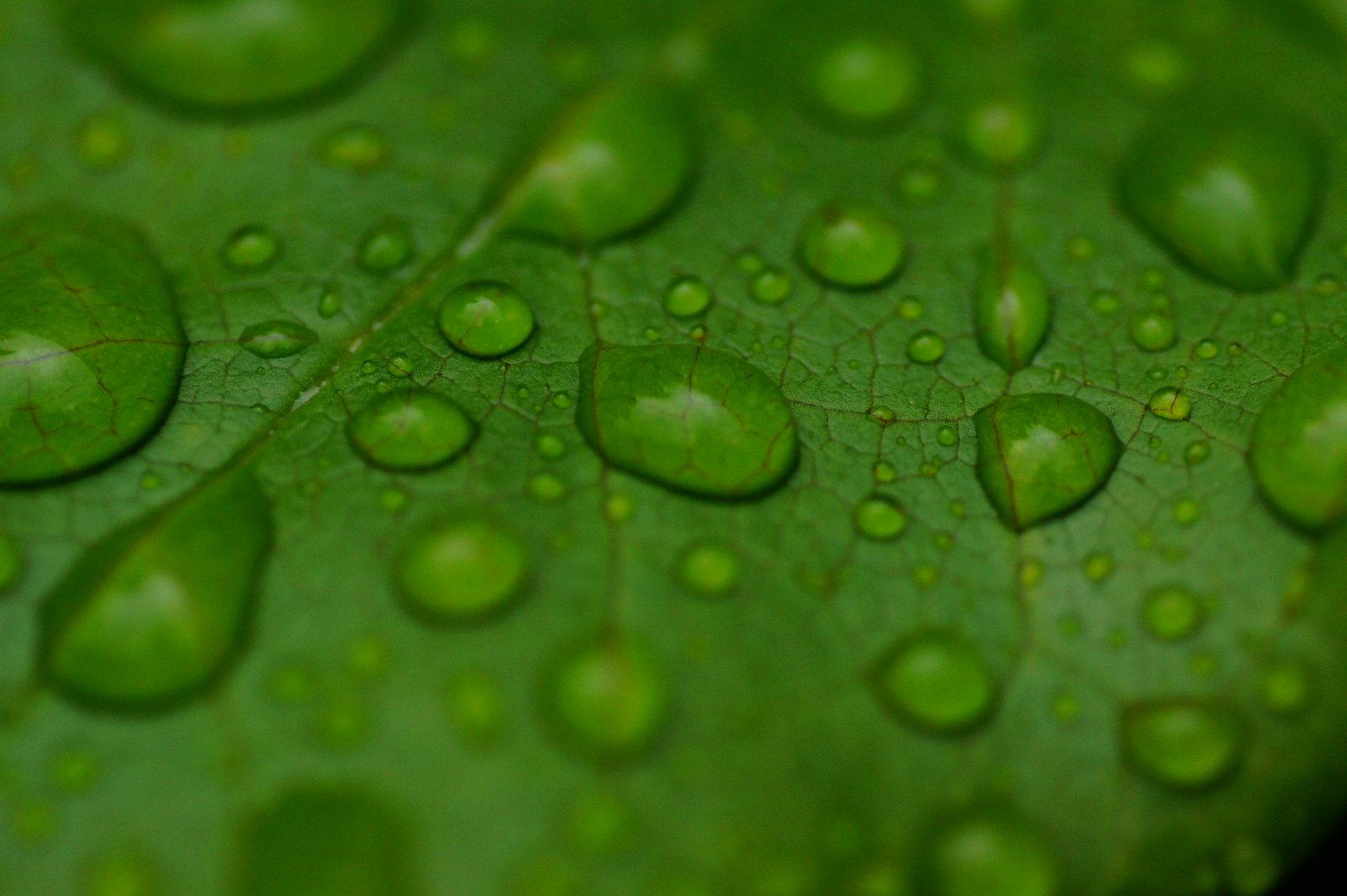 kleine Tropfen ganz groß