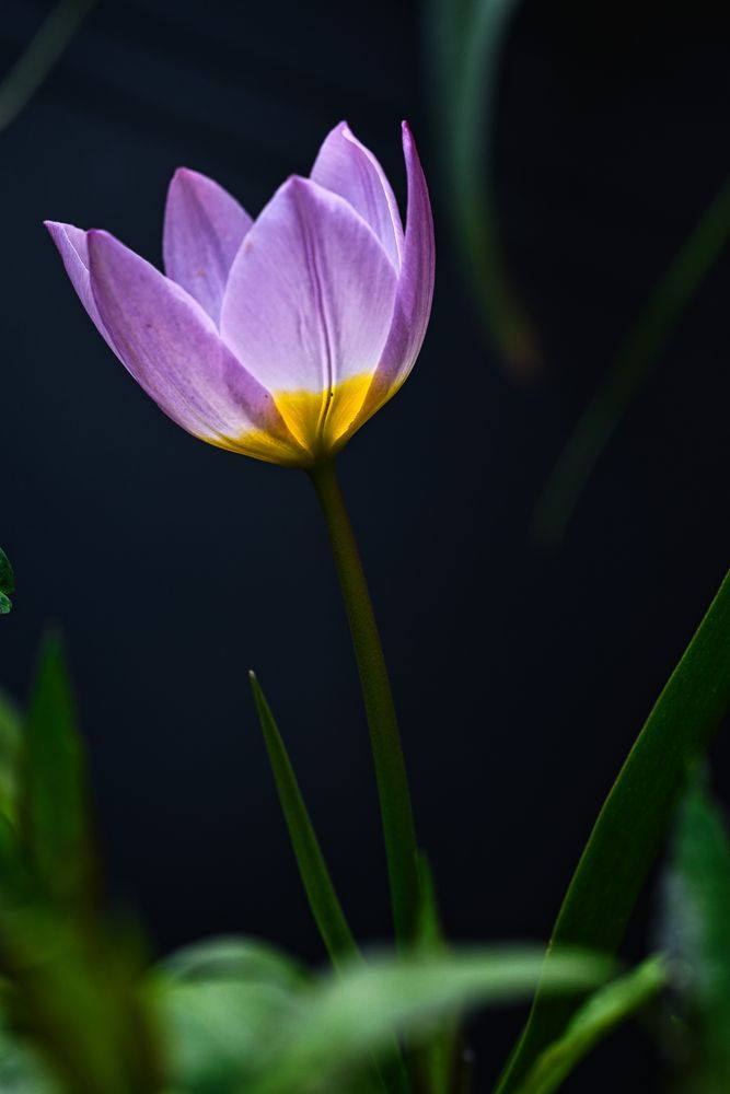 kleine Tulpe