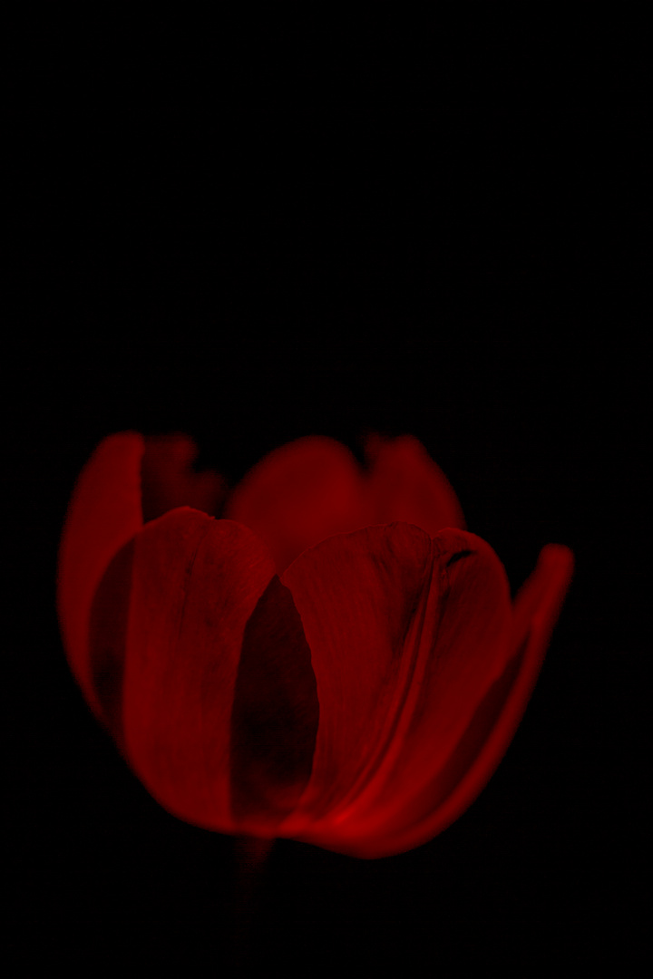 kleine Tulpe