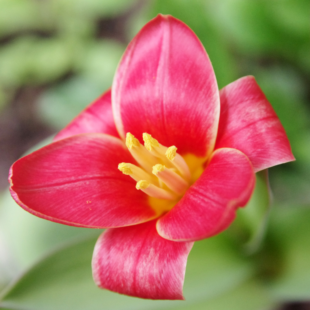 kleine Tulpe