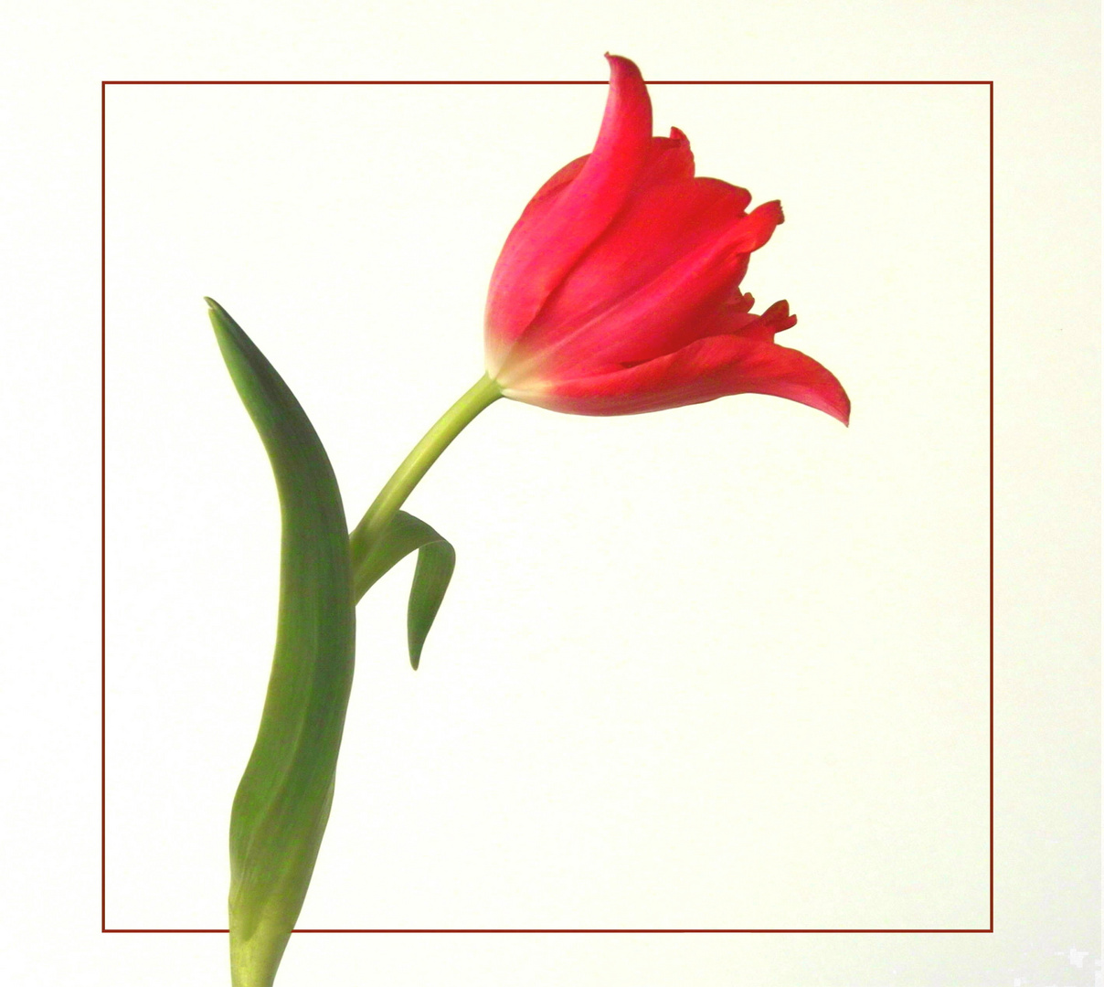 kleine Tulpe