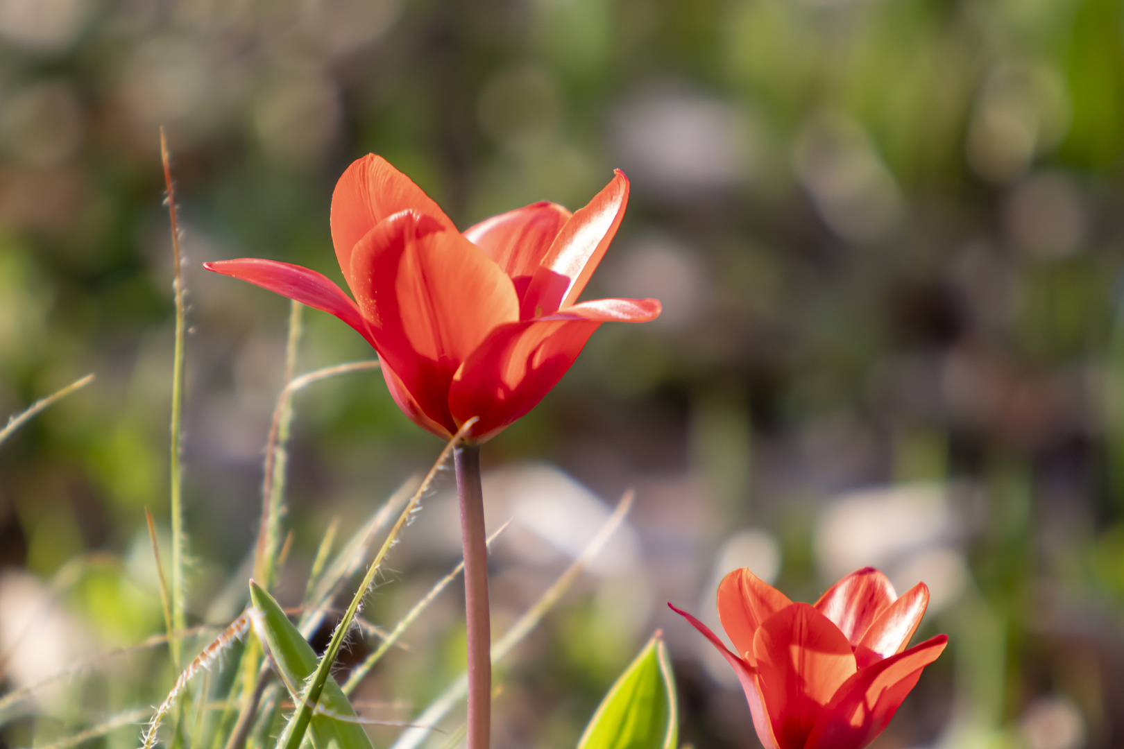 Kleine Tulpe