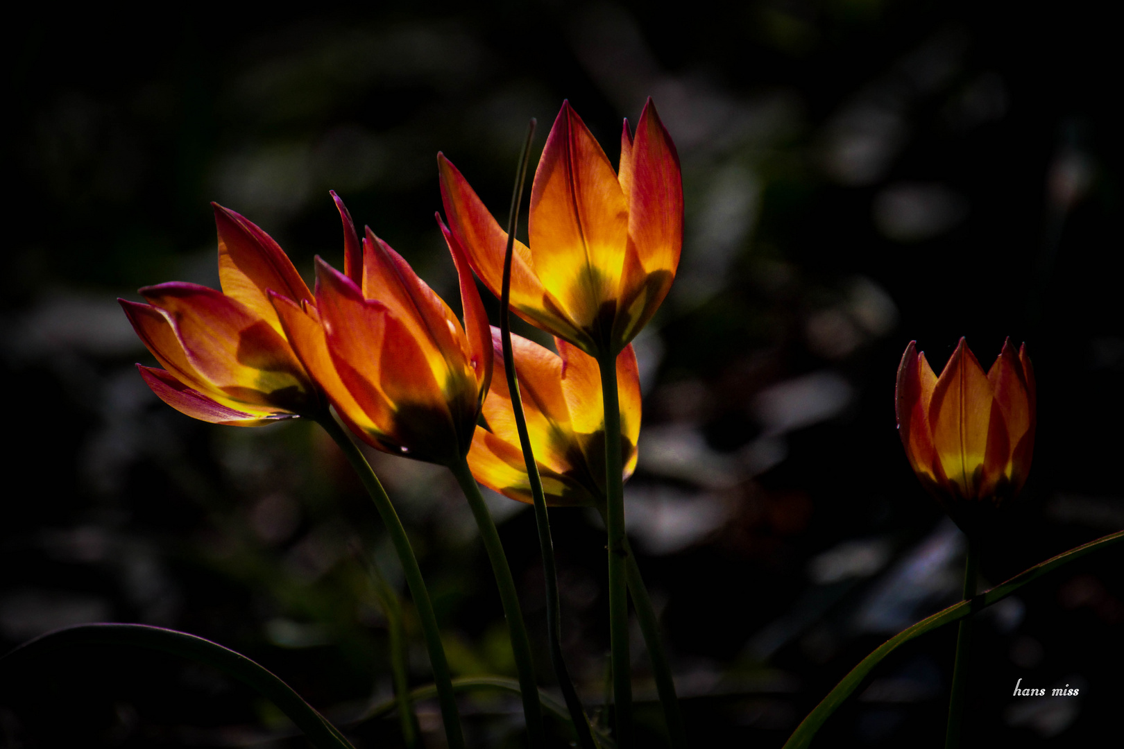 Kleine Tulpen