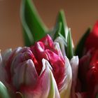 Kleine Tulpen