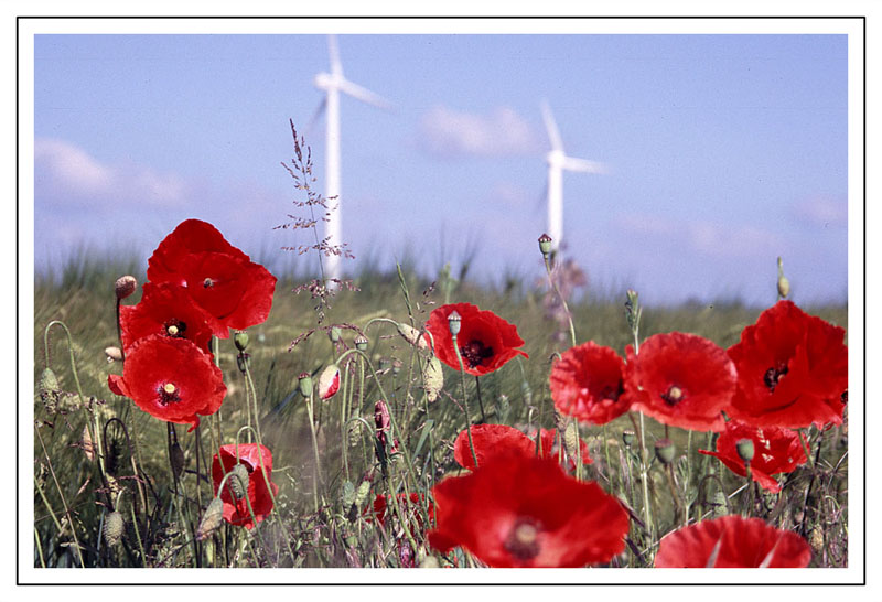 Kleine und große Blumen