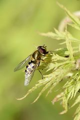 Kleine und große Tiere