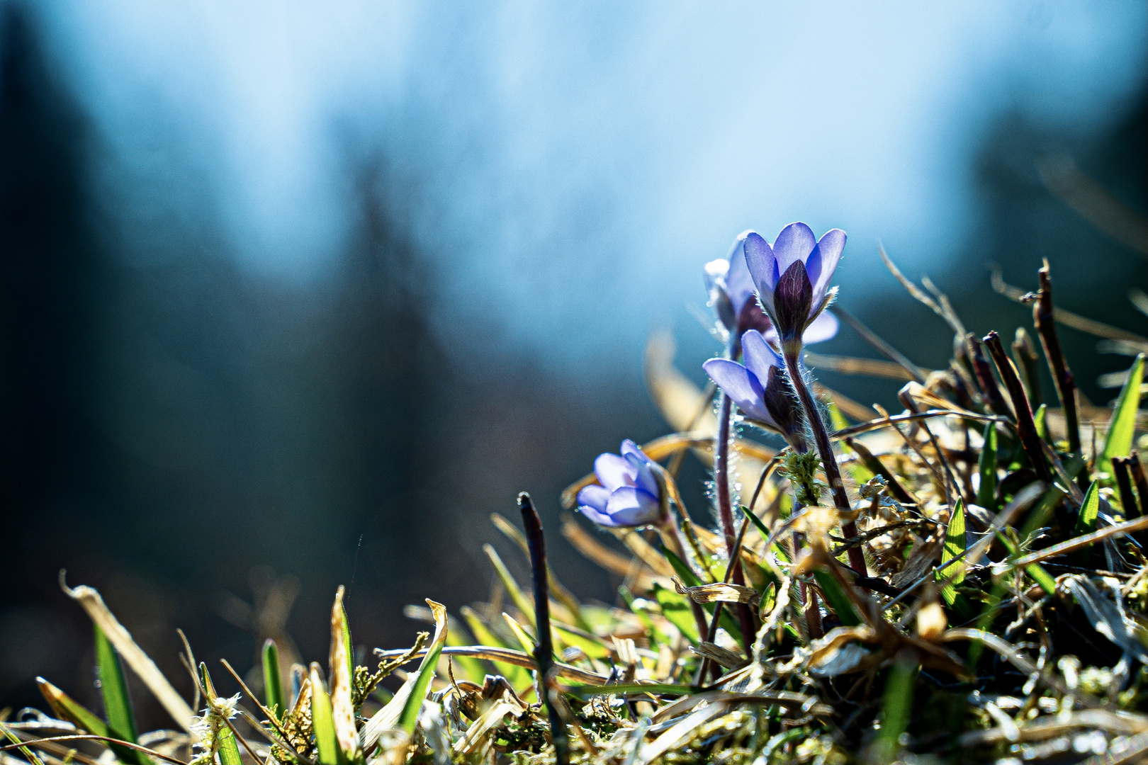 Kleine unscheinbare Schönheit - endlich Frühling