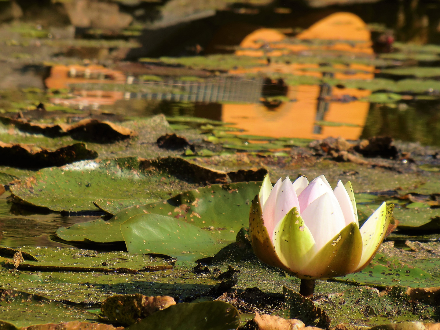 Kleine "Unter"wassermusik