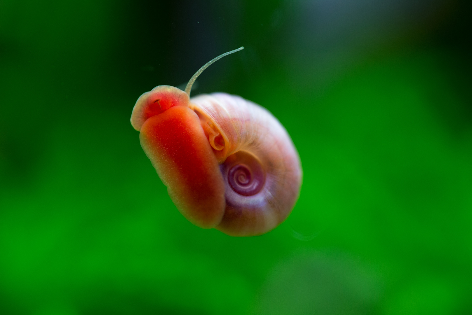 Kleine Unterwasserschnecke ganz groß !