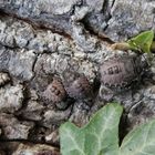 Kleine Versammlung grauer Gartenwanzen (Rhaphigaster nebulosa)