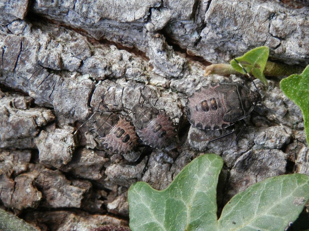 Kleine Versammlung grauer Gartenwanzen (Rhaphigaster nebulosa)