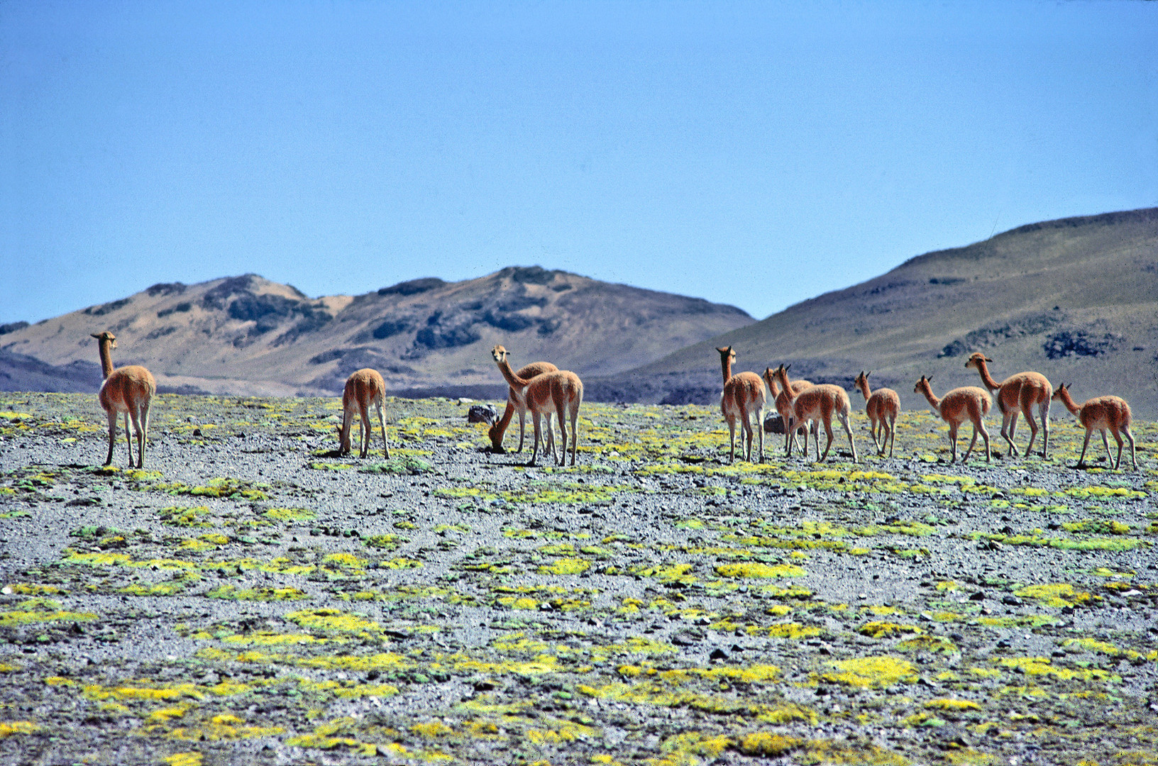 Kleine Vicuna Herde im Süden von Peru