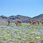 Kleine Vicuna Herde im Süden von Peru