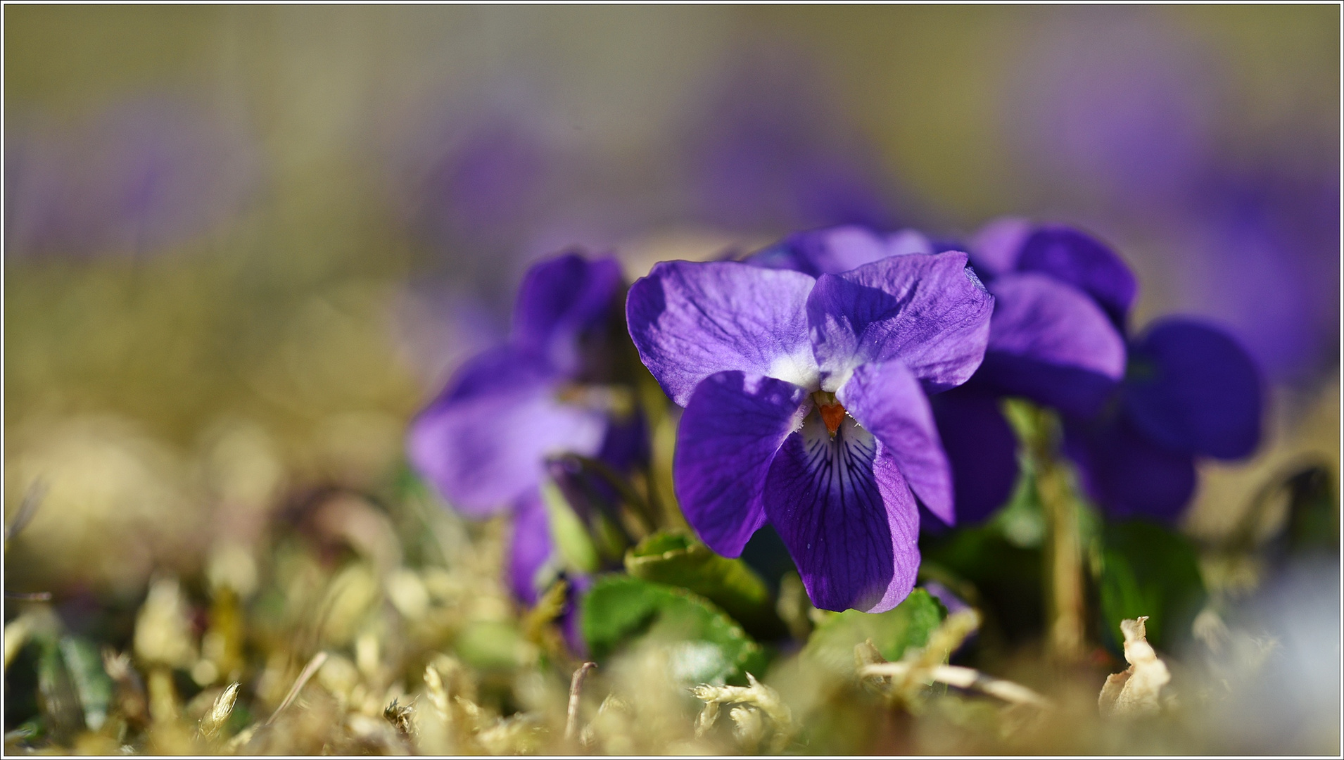 Kleine Viola