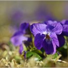 Kleine Viola