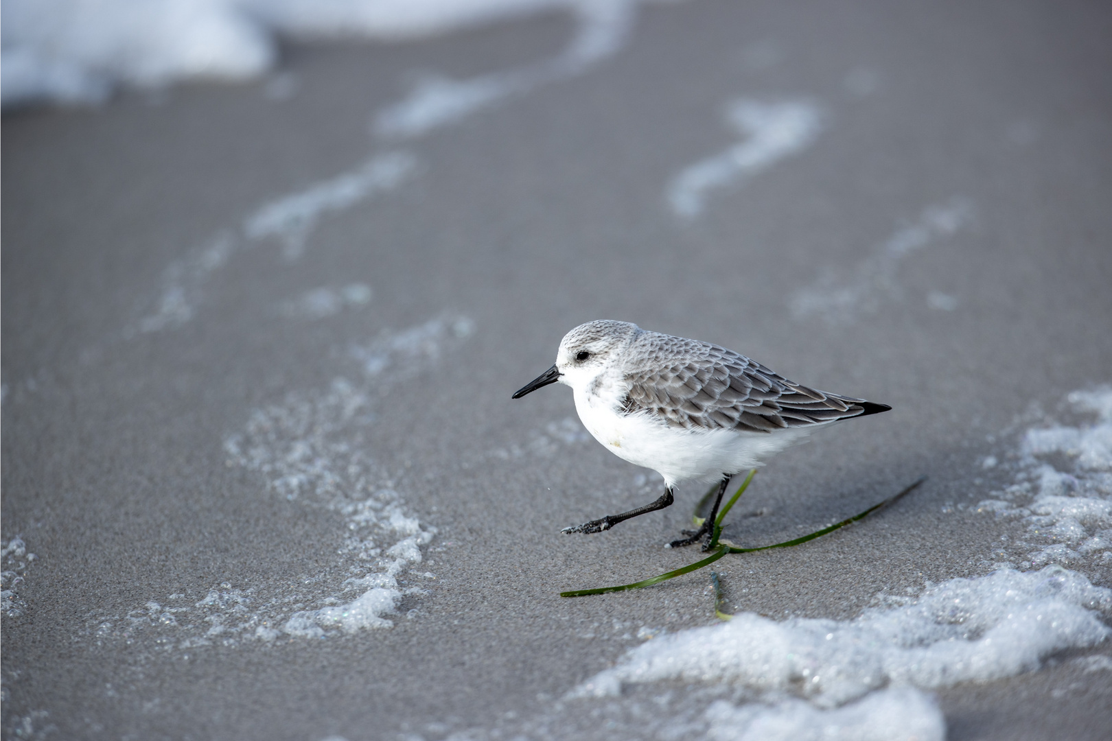 Kleine Vögel groß