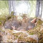 kleine Vogel Kinder