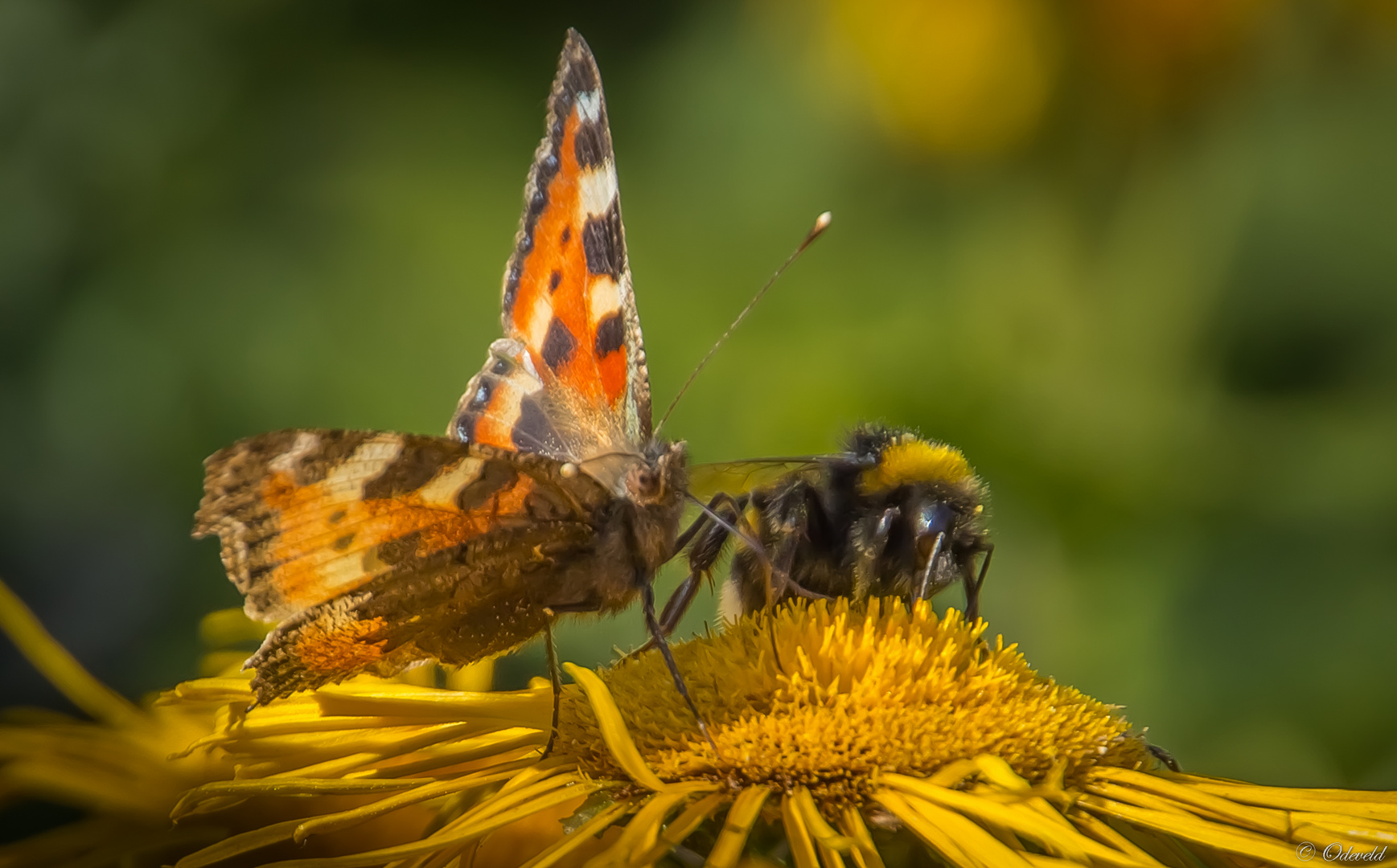 Kleine vos (Aglais urticae) met Gewone aardhommel.