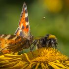 Kleine vos (Aglais urticae) met Gewone aardhommel.