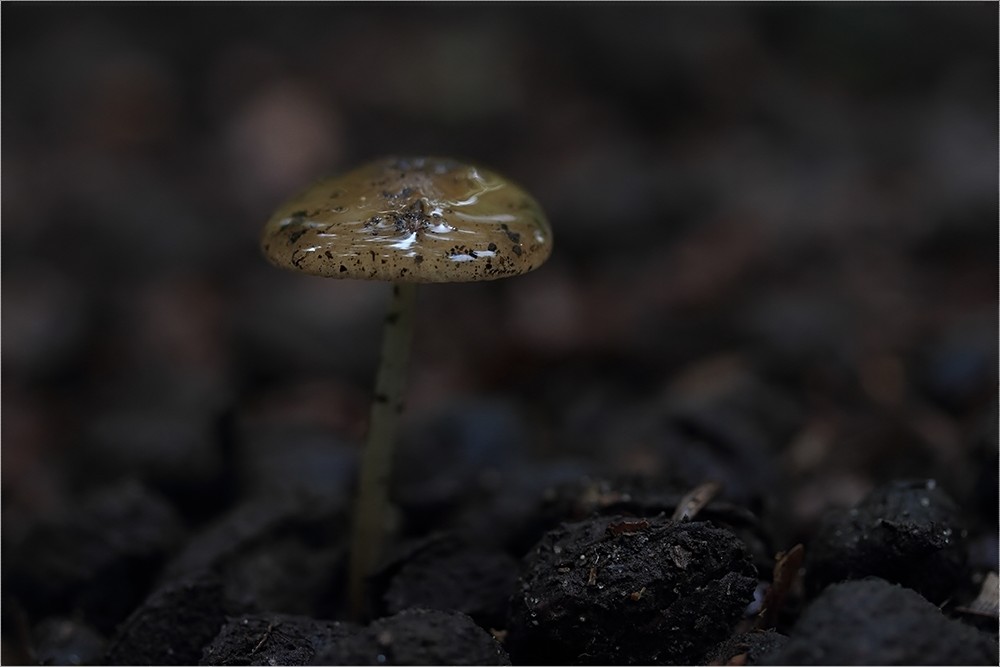 Kleine Wald-Schönheiten I