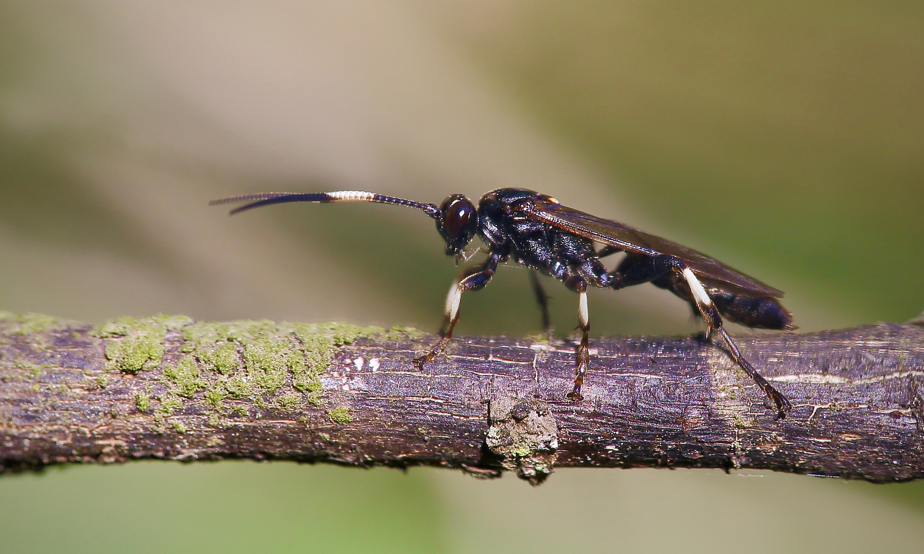 Kleine Waldbegegnung