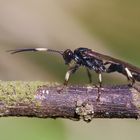 Kleine Waldbegegnung