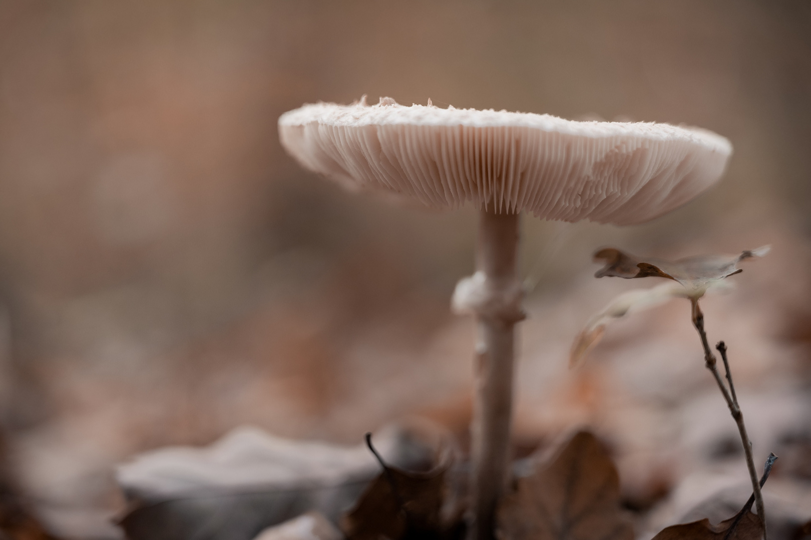 Kleine Waldbewohner