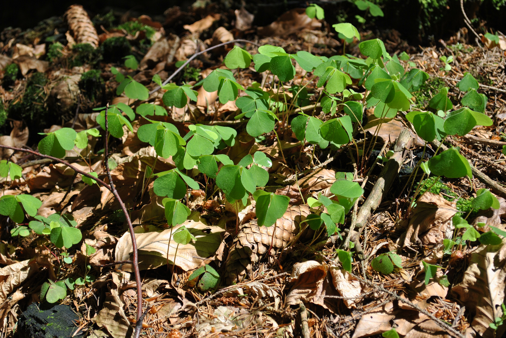 Kleine Waldbewohner