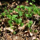 Kleine Waldbewohner