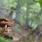 Kleine Waldbewohner im Herbst