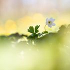 Kleine Waldbewohnerin